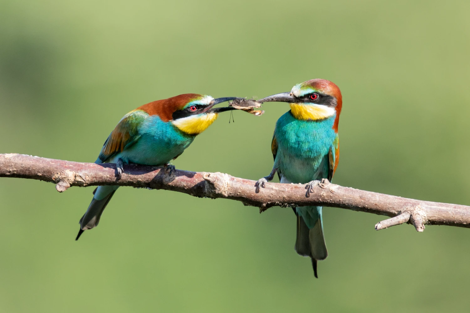 BIRD SEGMENT