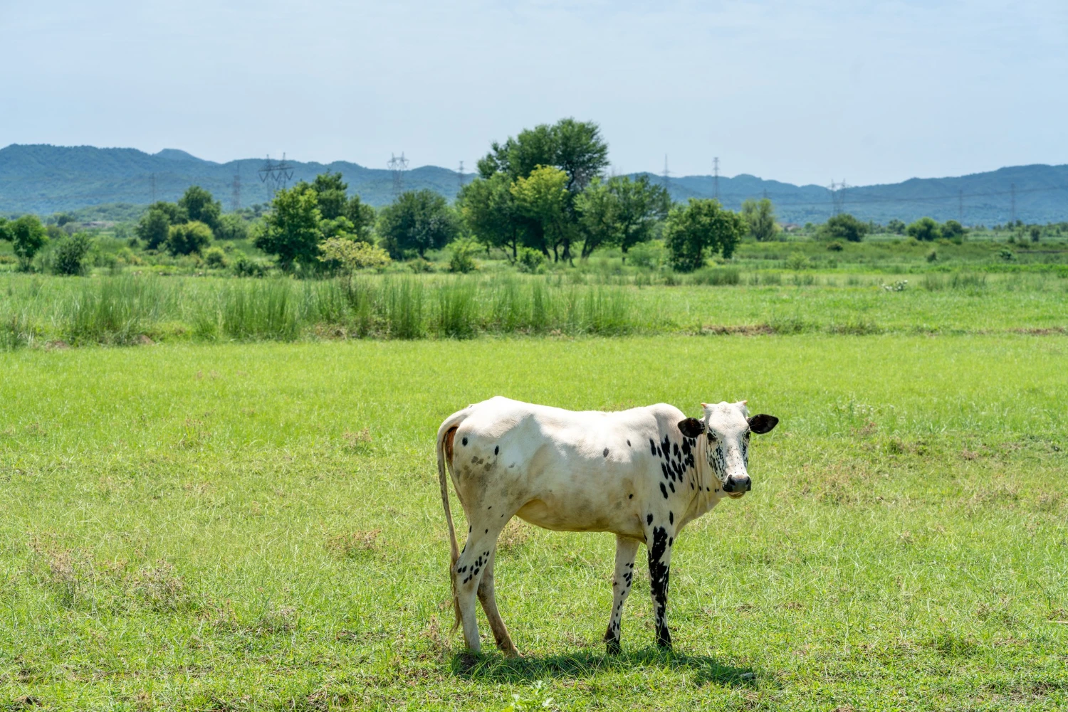 COW SEGMENT