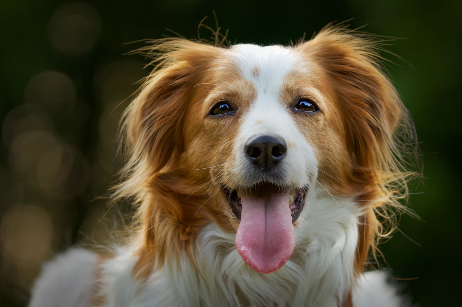 DOG SEGMENT