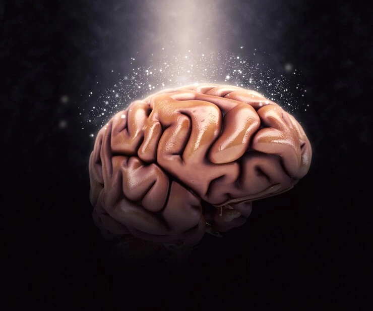 Brain Segment